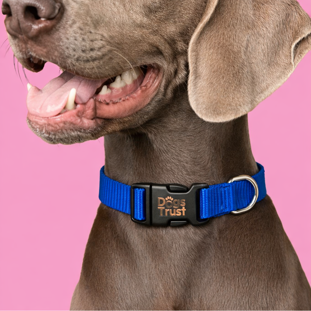 Collier Chien Ajustable Polyester Personnalisable