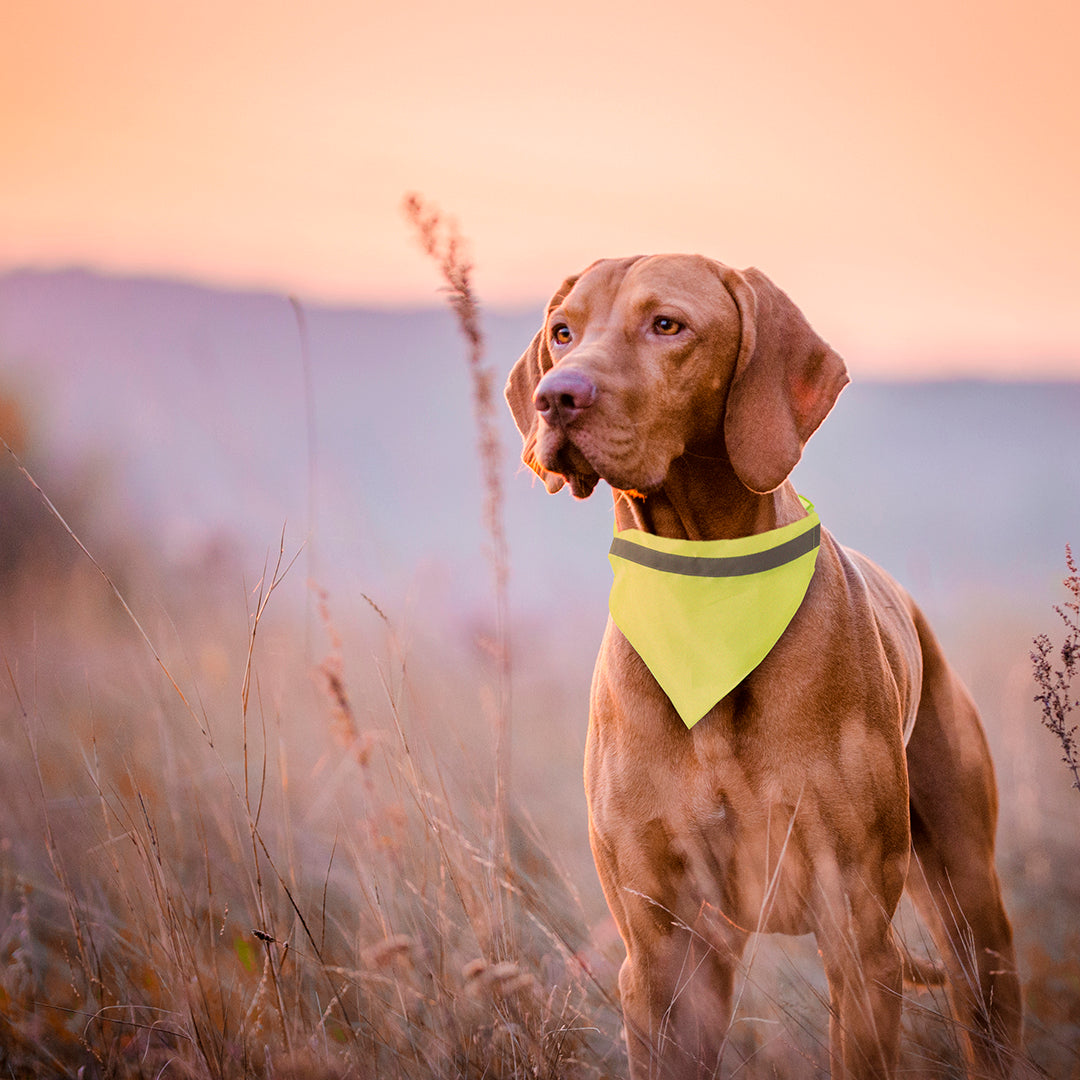 Bandana Chien Réfléchissant Polyester Personnalisable