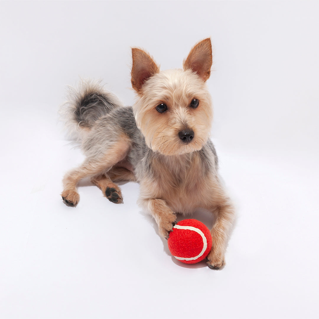 Balle Caoutchouc Chien Personnalisable